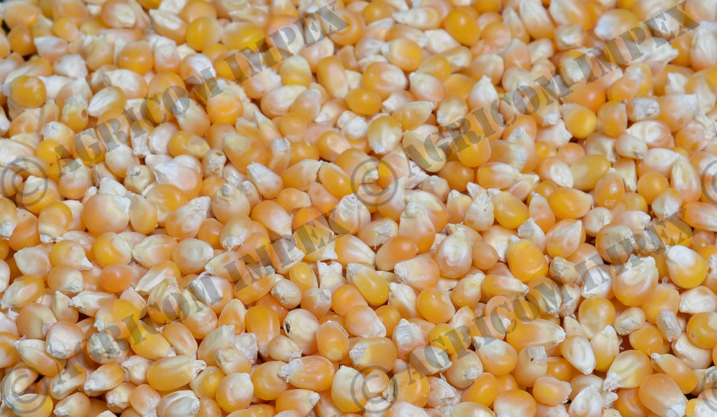 Small Maize